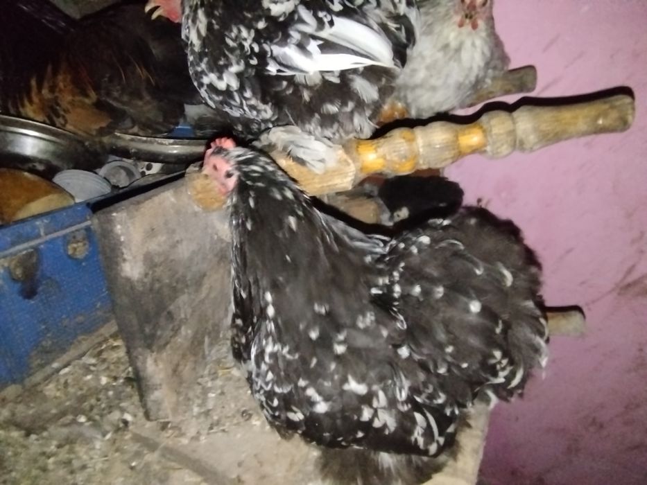 кохінхін карликовий