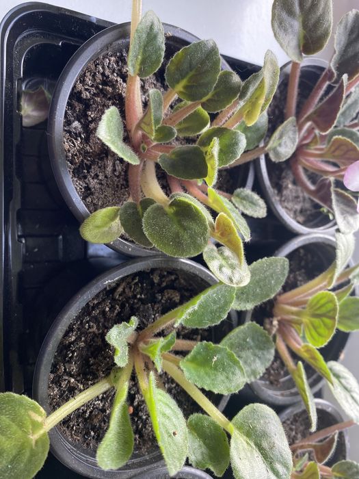 Фіалки, укорінені листочки