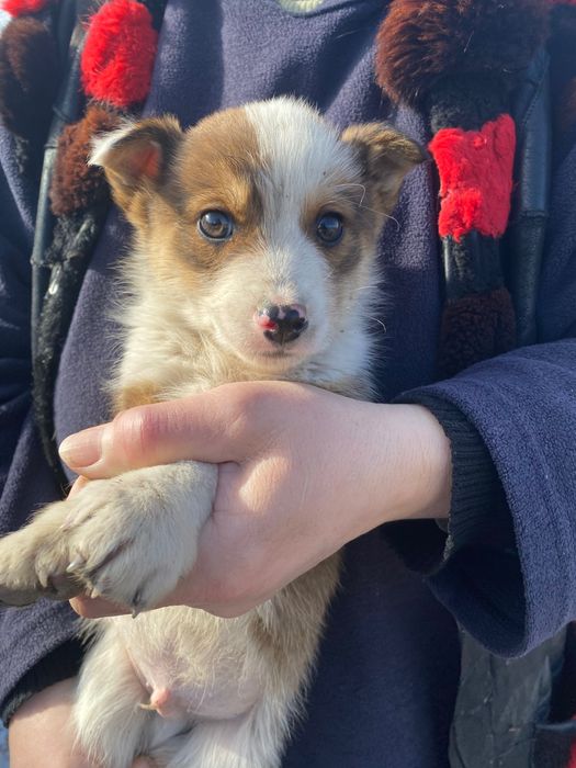 Малейший малыш только в самые хорошие руки.