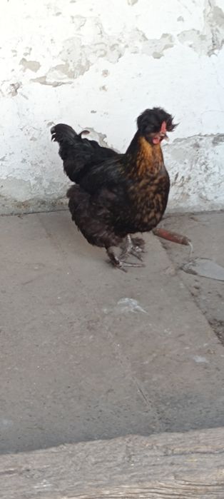 Інкубаційні яйця мішаних курей