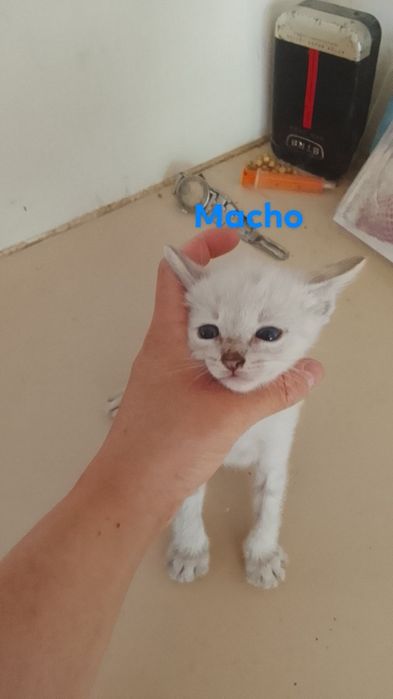 Dar gatinhos bebe