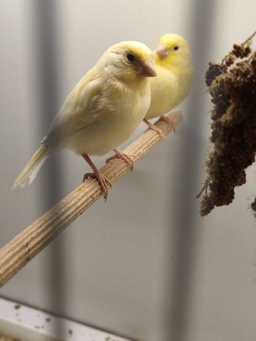 Kanarki samce, samice