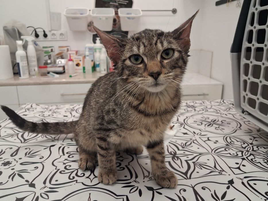 Kociaki do adopcji. Ostoja Mruczków