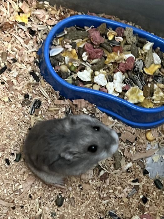 Отдам в хорошие руки бесплатно