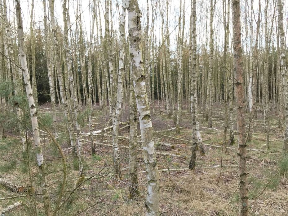 Drewno po przecince lasu