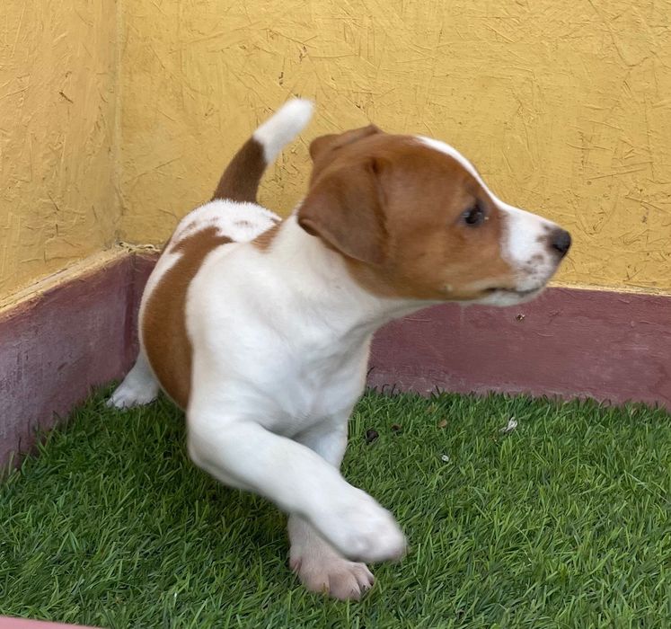 Macho Jack Russell