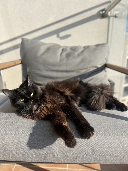 Девочка Мэйн-кун