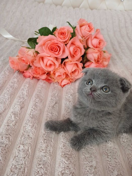 Кошенята шотландські