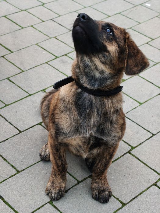 Szczeniaczek Negro do adopcji
