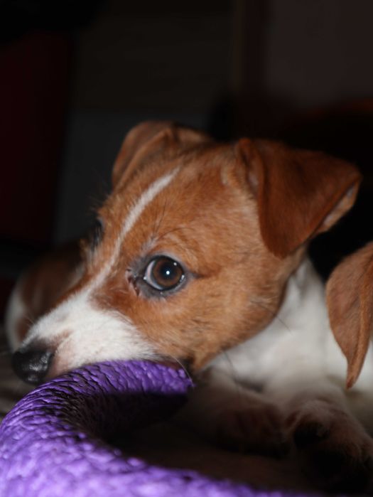 Джек Рассел тер'єр цуценя