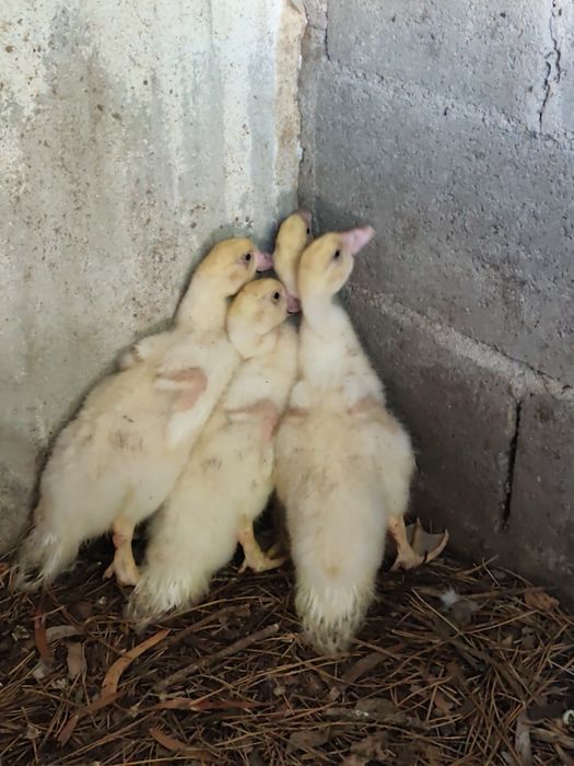 Patos Mudos com várias idades