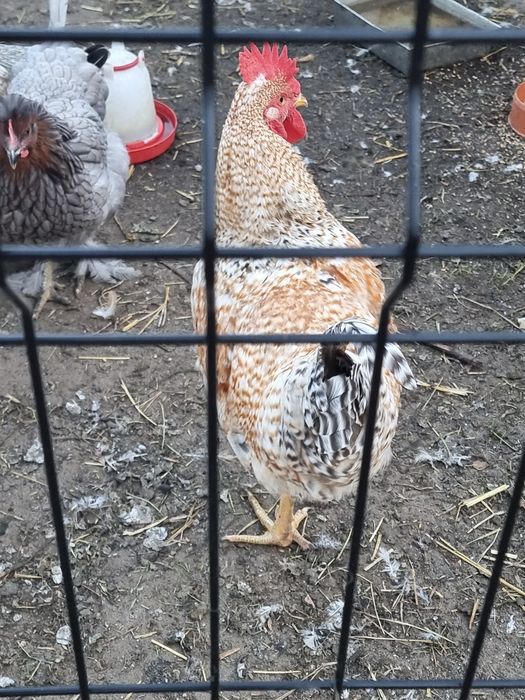 Piękne koguty grin shell  młode do dalszego chowu