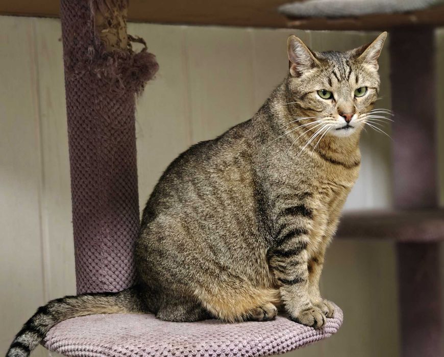 Ласкавий котик-смугастик Мускат шукає дім (1,5 р.). Кастр. Кот