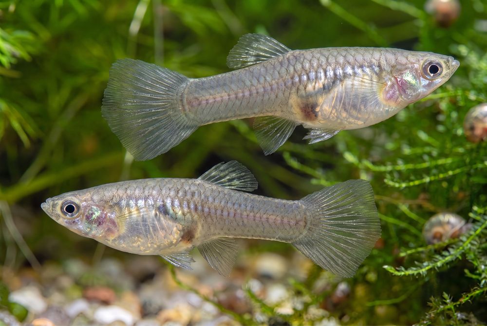 Guppy Endler Black Bar