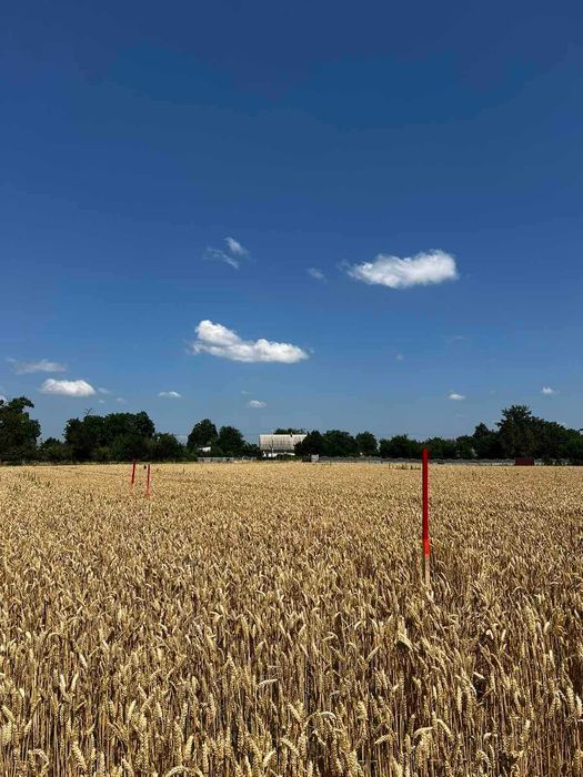 Ділянка с. Горобіївка 15000у.е.