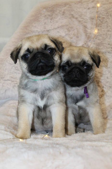 Бомбезні мопсики