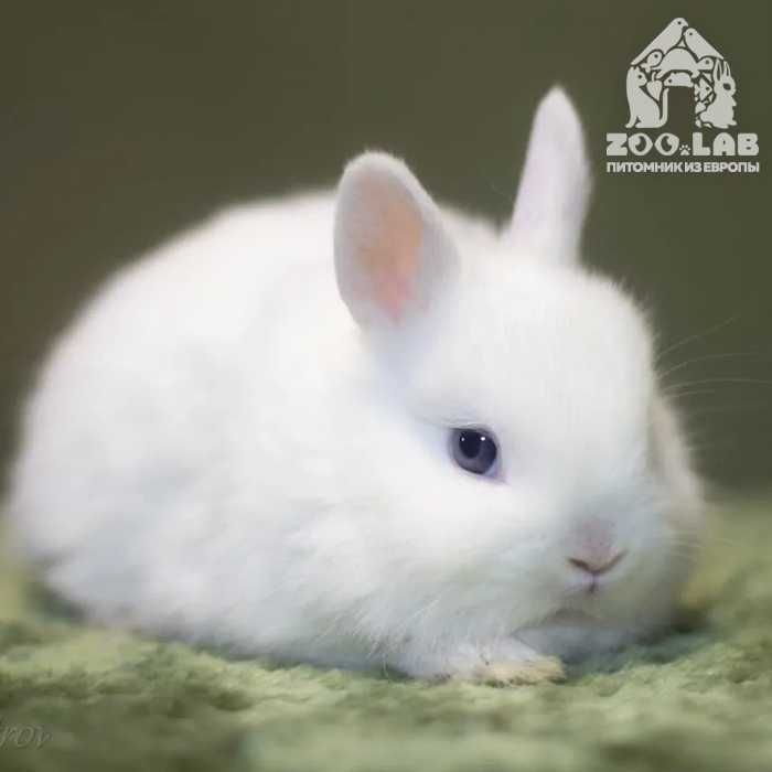 Элитные карликовые гермелины: чистопородные красавцы из питомника !