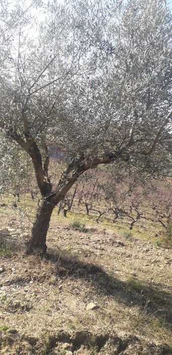 Oliveiras para o seu Jardim