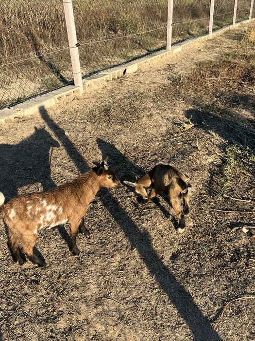 Cabras micro anas