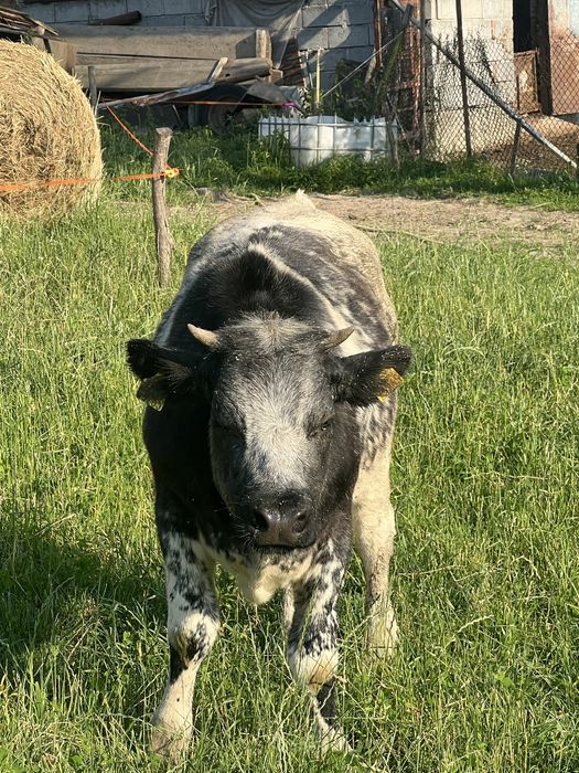 Jałówka Belgian Blue