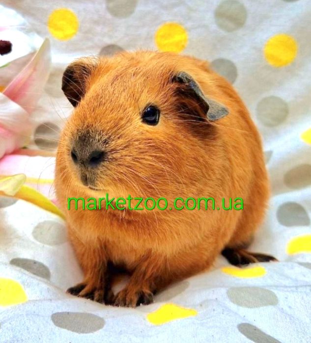 Морська свинка висловуха калiфорнiя,морские свинки рыжая калифорния