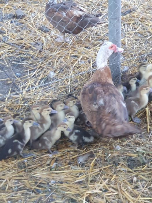 Индоутка с утятами