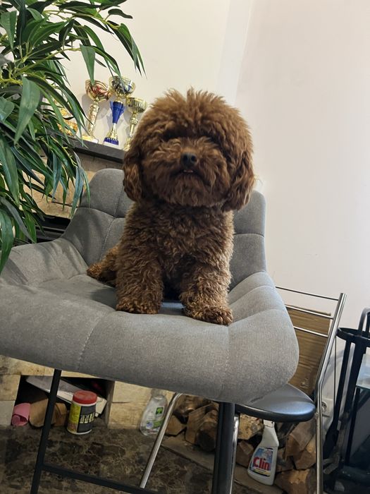 Тойпудель вязка