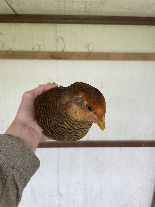 Casal faisao dourado f5000