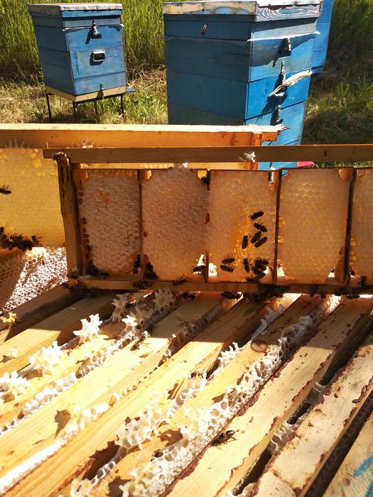 Продам пасіку, бджоли, Вулики,пакети