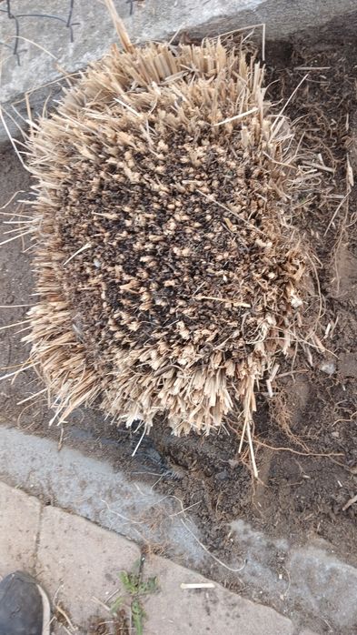 Trawa rozplenica