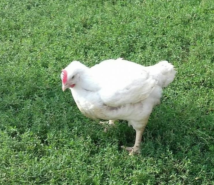 Sprzedam brojlery wiejskie