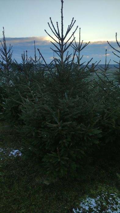 Choinki świerk pospolity choinka