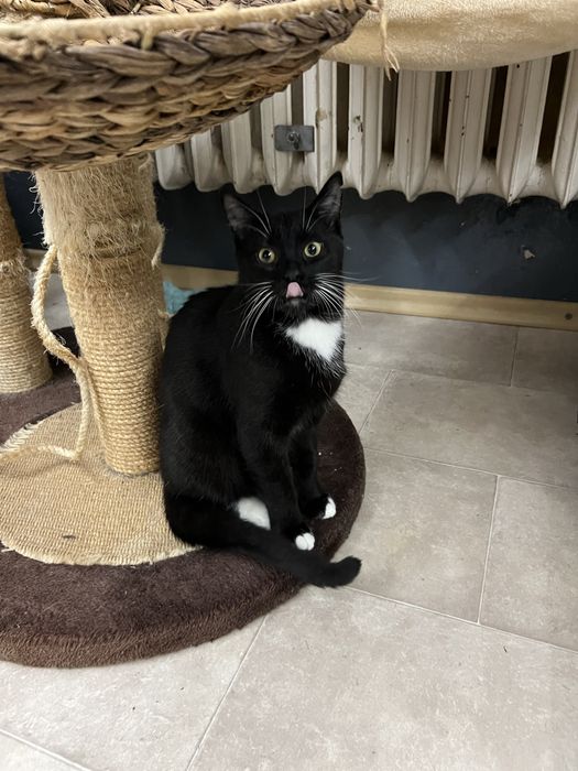 Kokosanka 9 miesieczna kotka