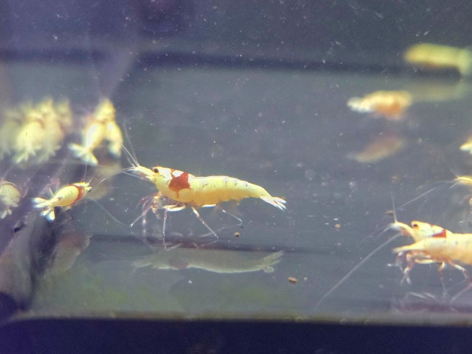 Krewetka caridina Pure red line (PRL)