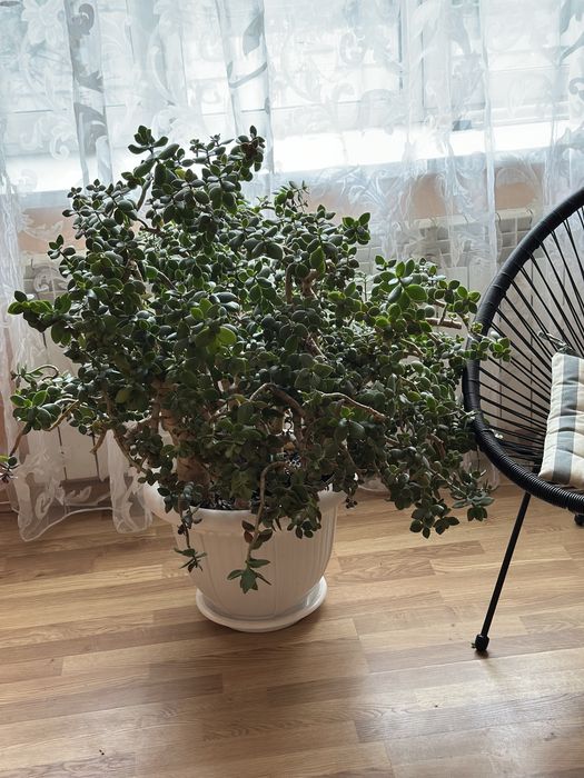 Грошове дерево(товстянка,красула), висота 70 см