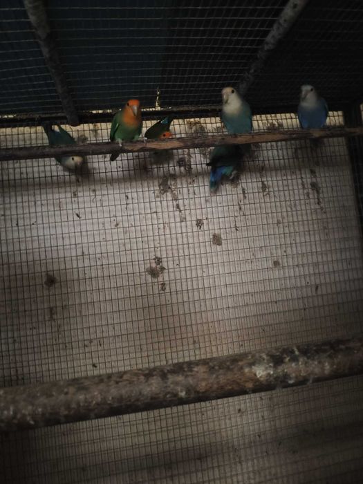 Roseicollis LongFeathers muito bonitos e meigos