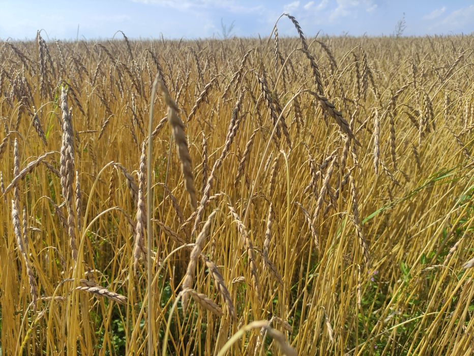 Mąka orkiszowa biała / razowa bez chemii eko orkisz