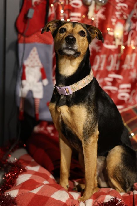 Roczny samiec do adopcji