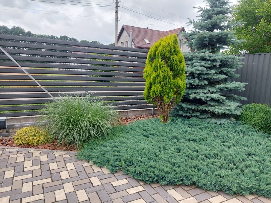 Ялівець горизонтальний Принц Уельський