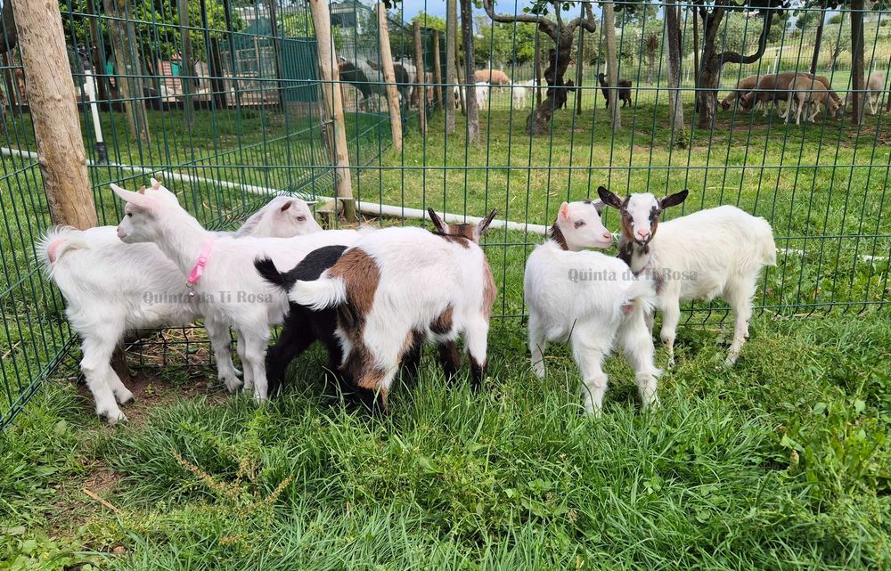 Cabras Fêmeas Micro Anãs e Anãs