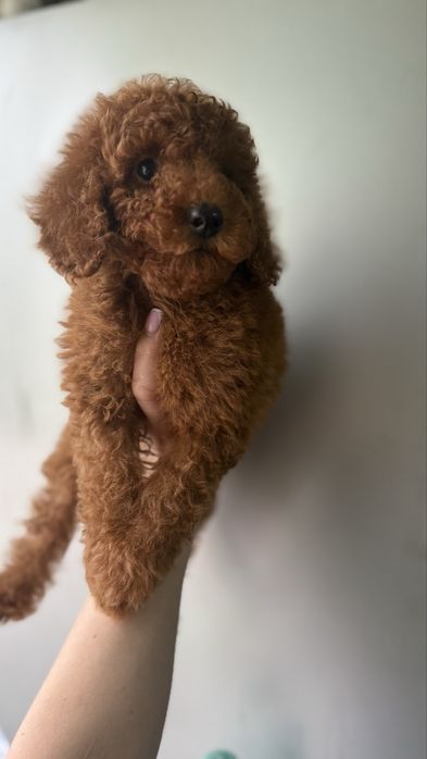 Ляльковий хлопчик пудель