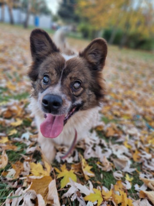 On chyba nigdy nie znajdzie domu. Traci wzrok i nadzieję
