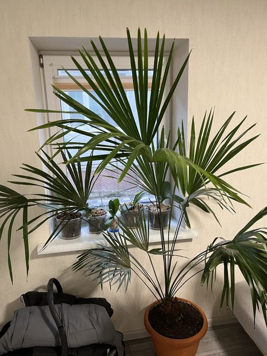 Продам кімнатні квіти