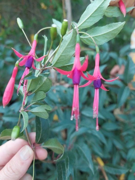 Brincos de Princesa Comestível. Fúchsia Régia