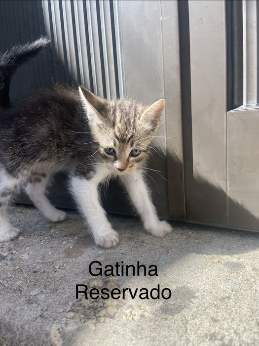 5 Gatinhos à Procura de um Lar Amoroso
