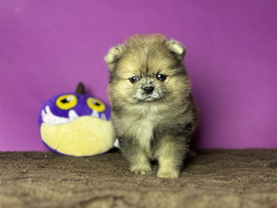 Дівчинка леді шпіц