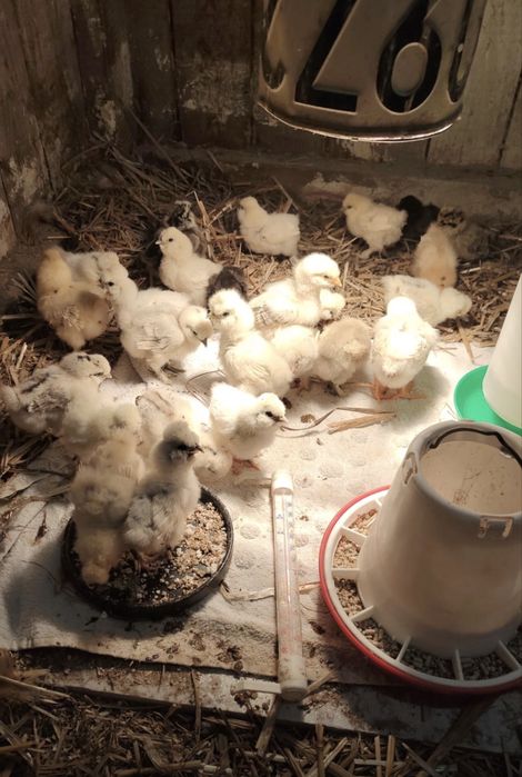 Silka jedwabista kurczaki