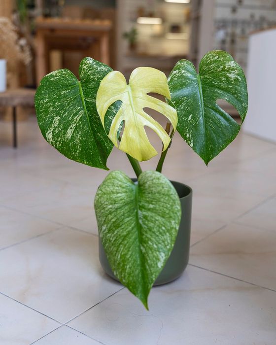 Plantas Interior (Monstera, Philodendron, ect)