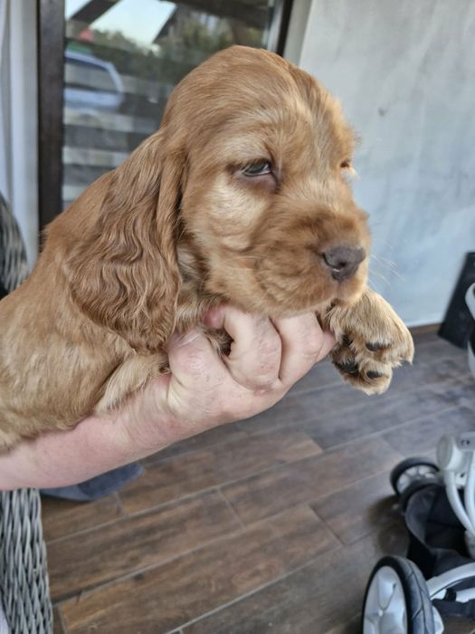 Cocker spaniel angielski