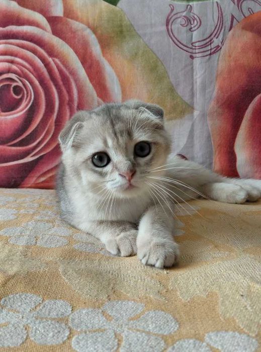 Шотландский вислоухий котик в окрасе голубое золото ау11